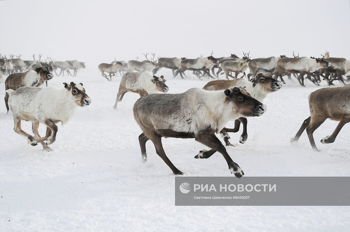 Этностойбище "Харп"