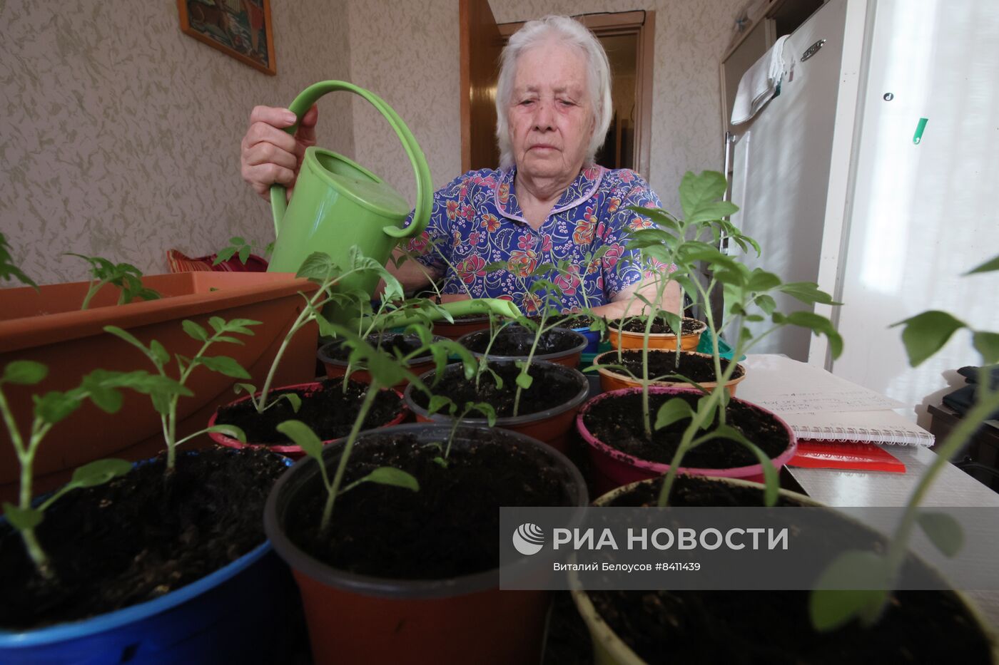 Выращивание рассады в домашних условиях