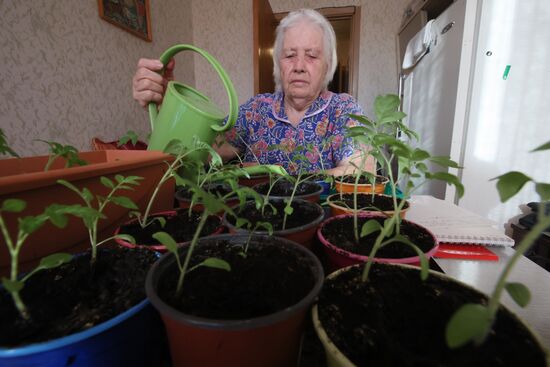 Выращивание рассады в домашних условиях