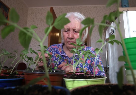 Выращивание рассады в домашних условиях