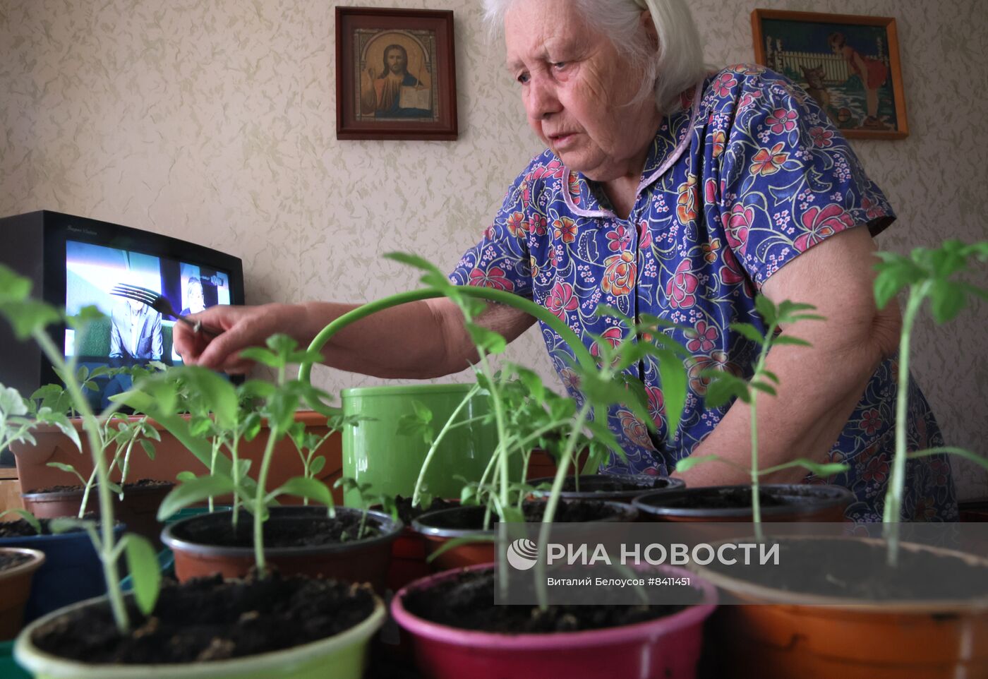 Выращивание рассады в домашних условиях