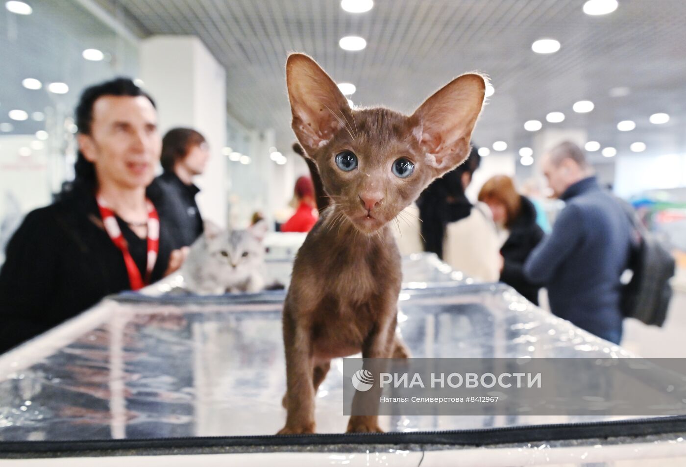 Выставка "КоШарики Шоу" в Москве