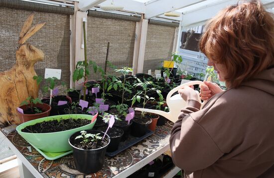 Выращивание рассады в домашних условиях