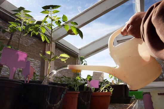 Выращивание рассады в домашних условиях