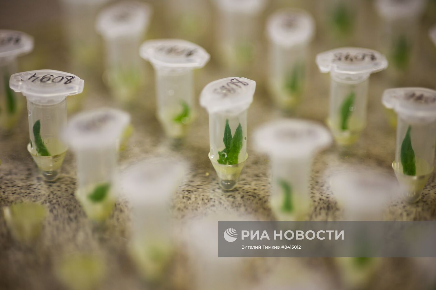 Работа центра селекции растений в Крымске