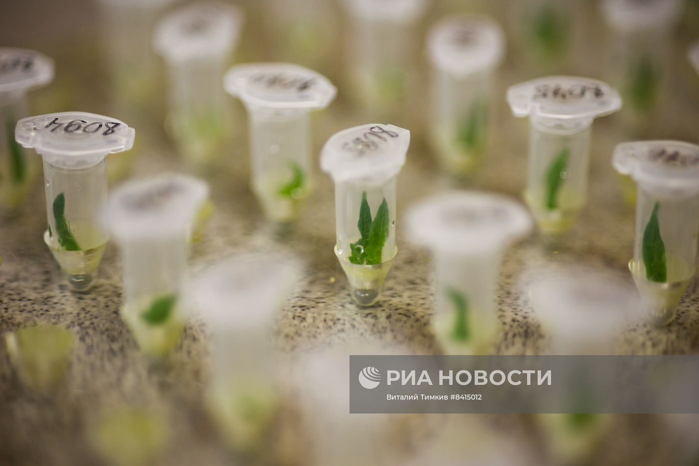 Работа центра селекции растений в Крымске