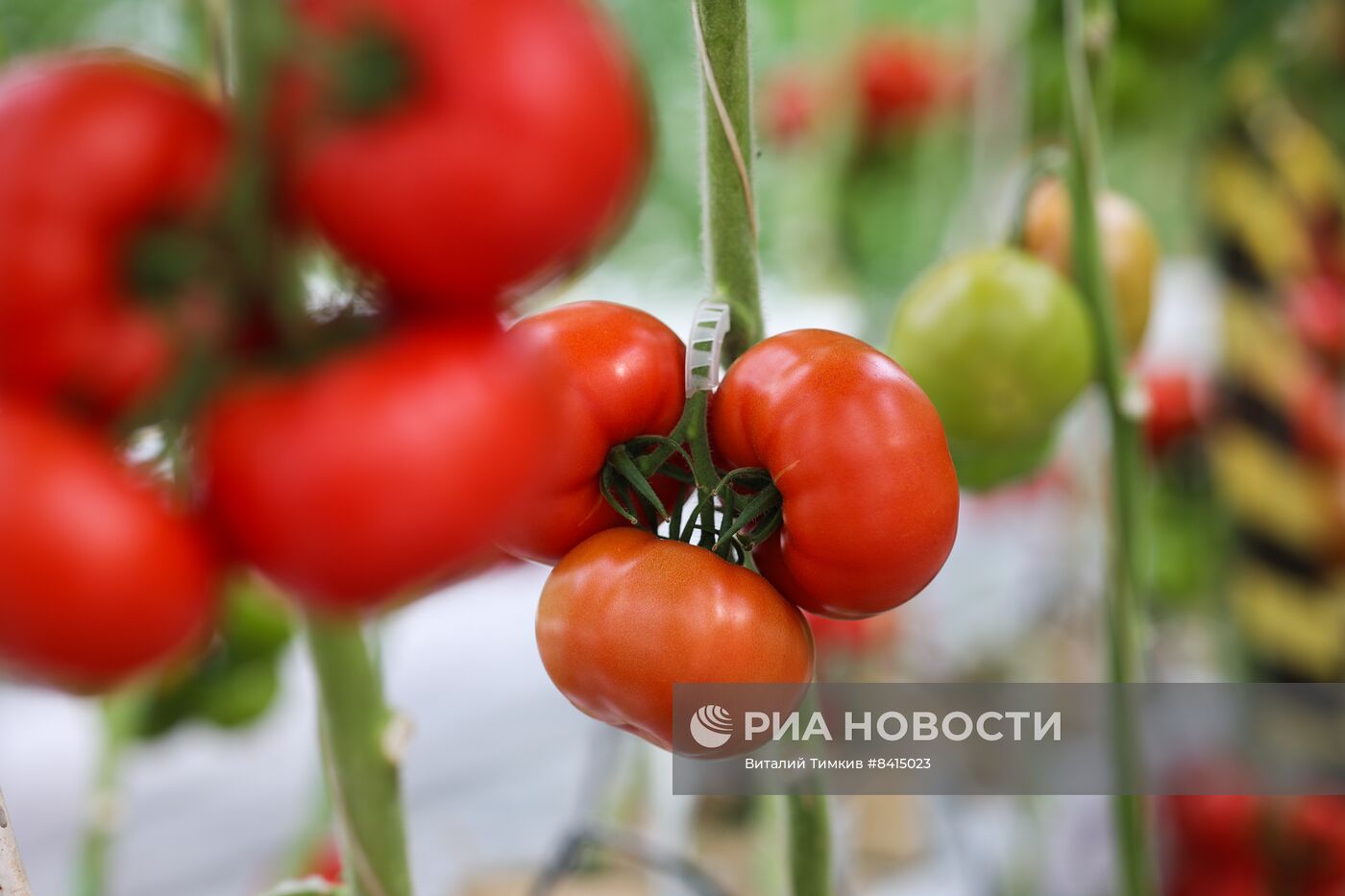 Работа центра селекции растений в Крымске