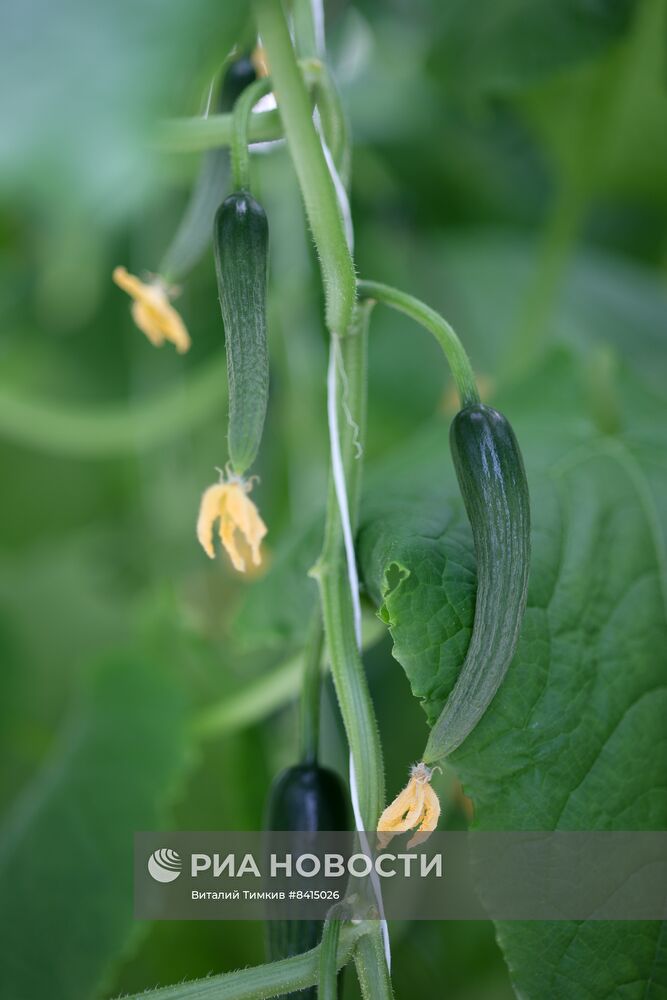 Работа центра селекции растений в Крымске