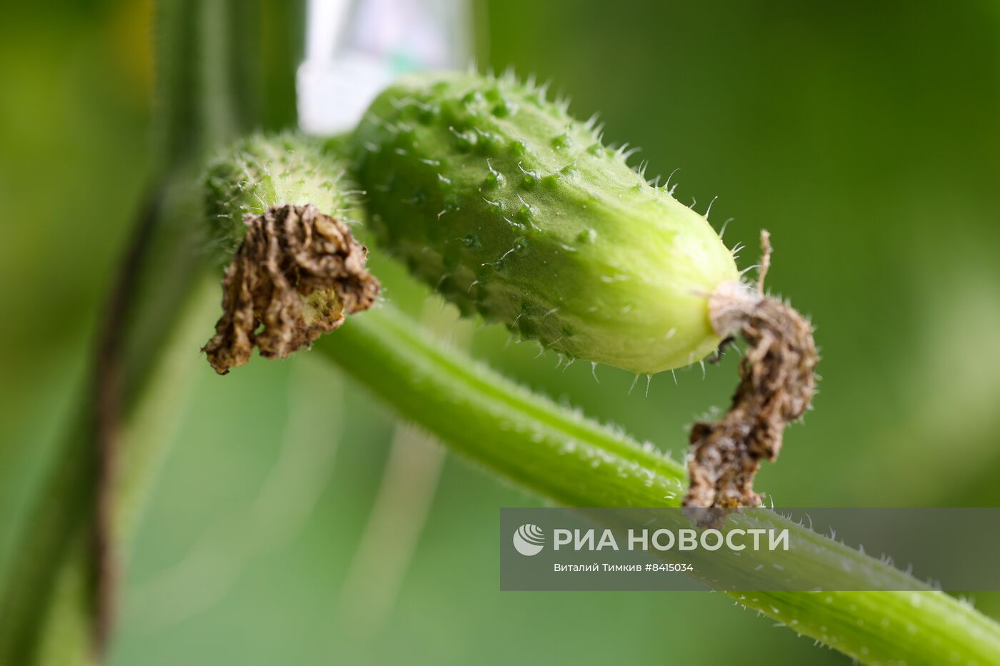 Работа центра селекции растений в Крымске