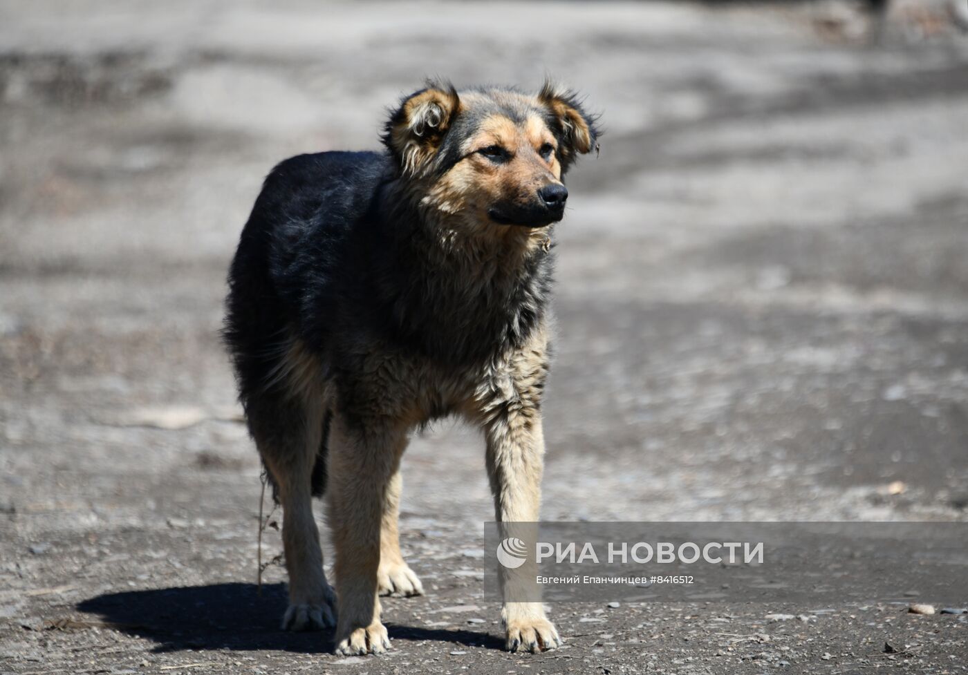 Бродячие собаки в Чите