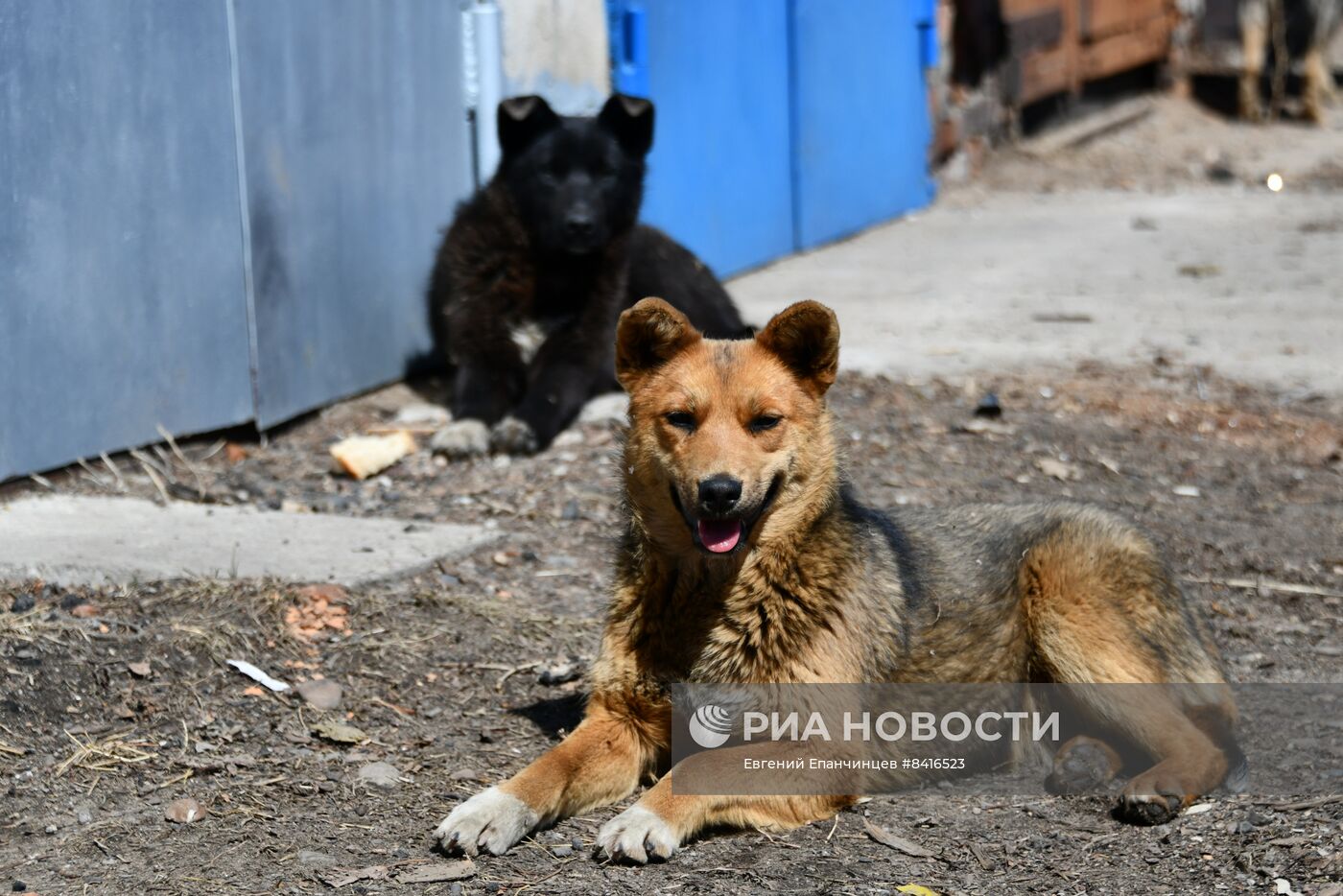 Бродячие собаки в Чите