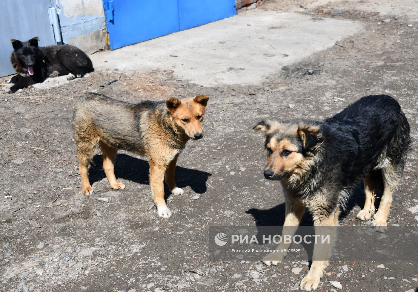 Бродячие собаки в Чите