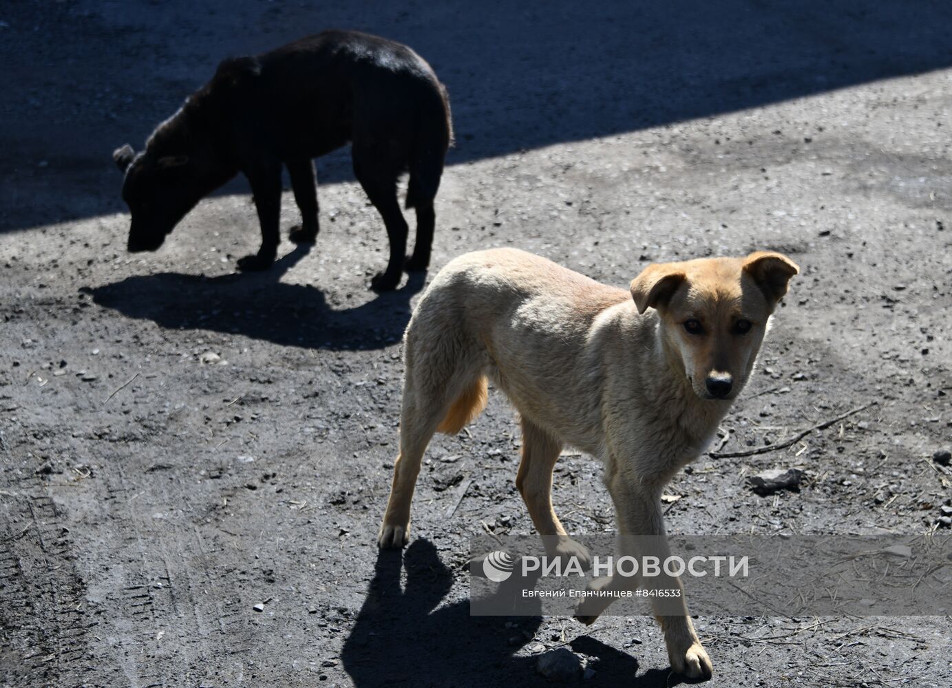 Бродячие собаки в Чите