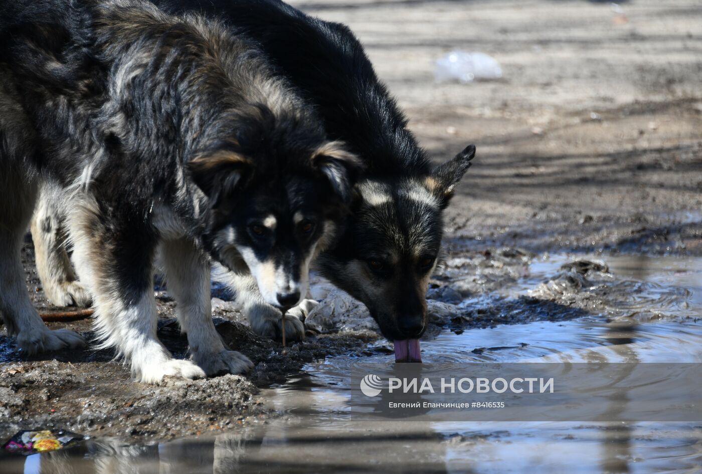 Бродячие собаки в Чите