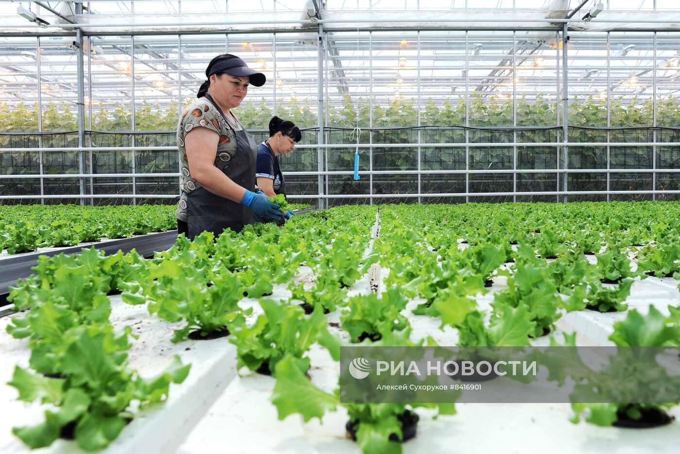 Тепличное хозяйство в Тамбовской области