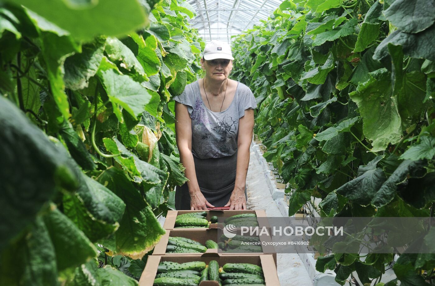 Тепличное хозяйство в Тамбовской области