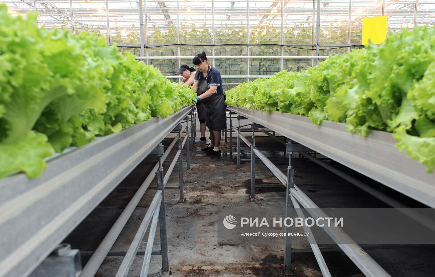 Тепличное хозяйство в Тамбовской области