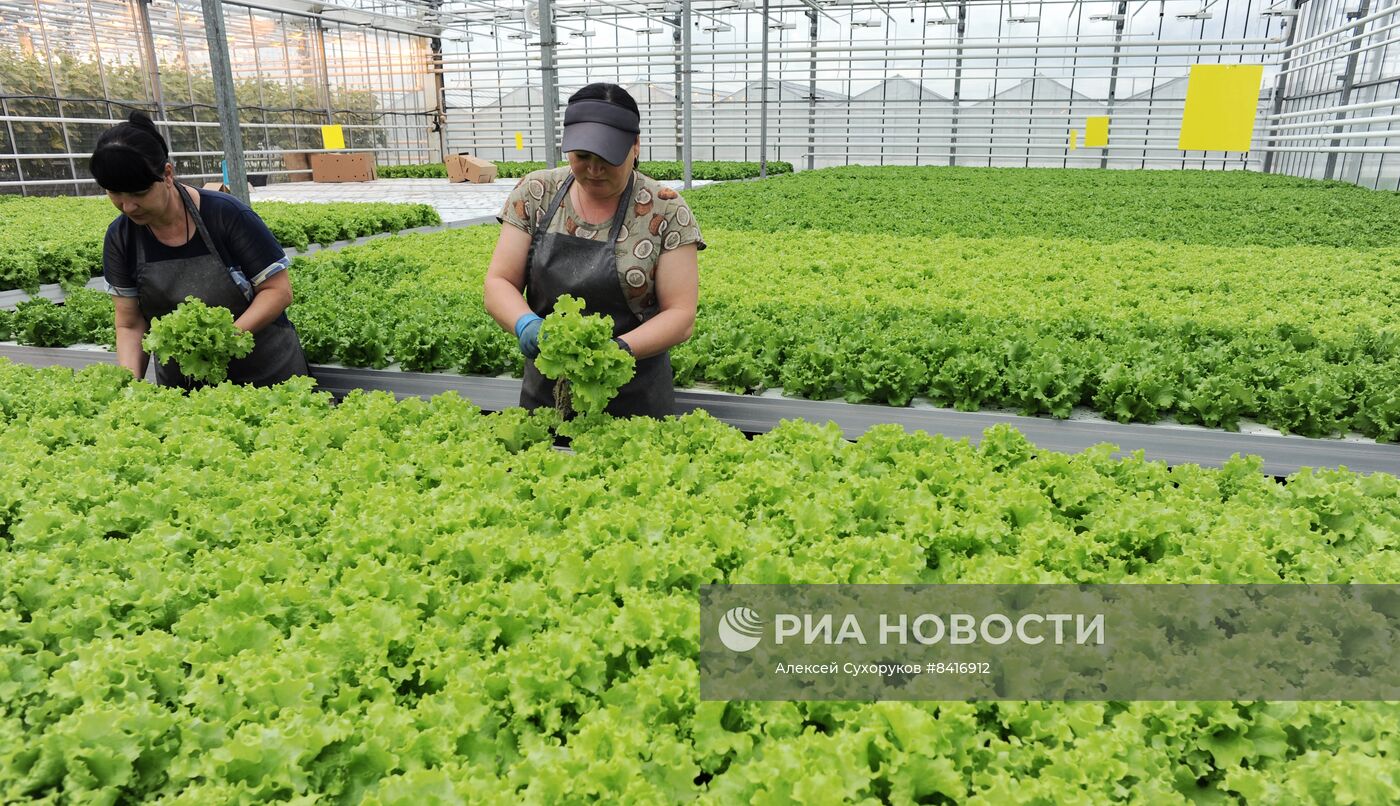 Тепличное хозяйство в Тамбовской области