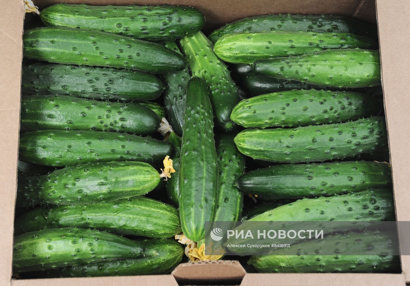 Тепличное хозяйство в Тамбовской области