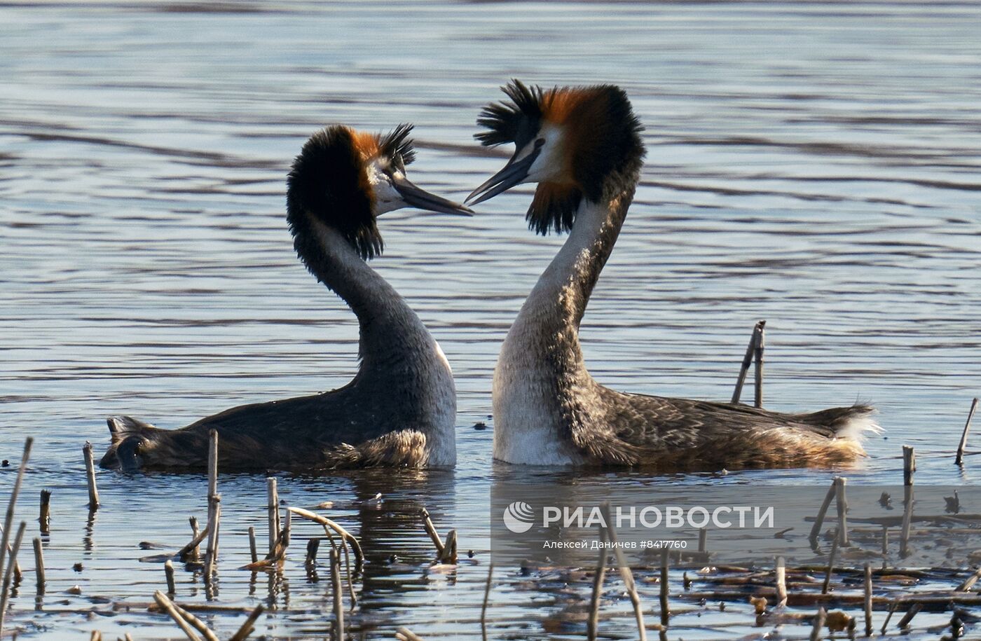 Утки-поганки на озере Сестрорецкий разлив