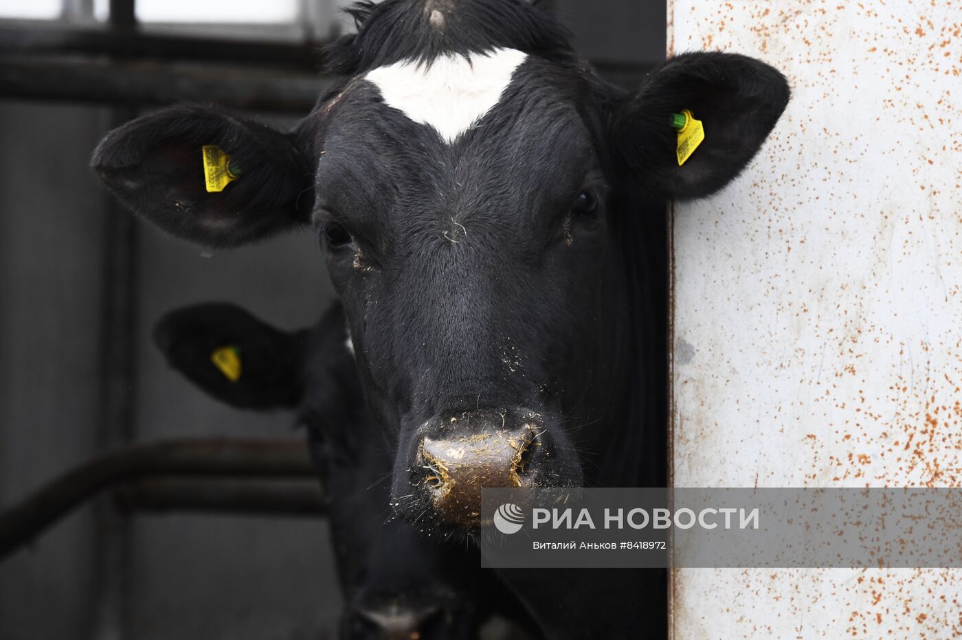 Работа фермерского хозяйства в Приморском крае