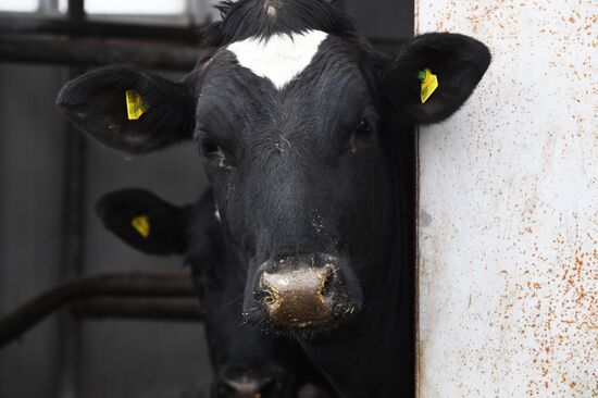 Работа фермерского хозяйства в Приморском крае