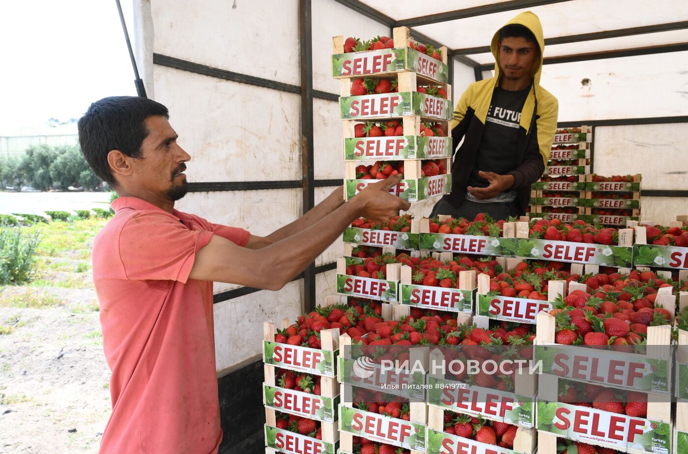Фермерское хозяйство в Турции