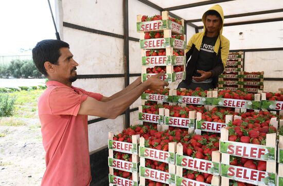 Фермерское хозяйство в Турции