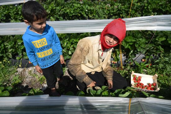 Фермерское хозяйство в Турции