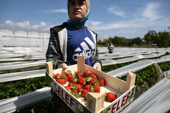 Фермерское хозяйство в Турции