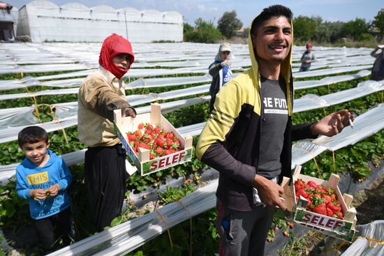 Фермерское хозяйство в Турции
