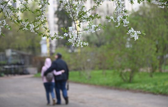 В Москве зацвели деревья и распустились цветы