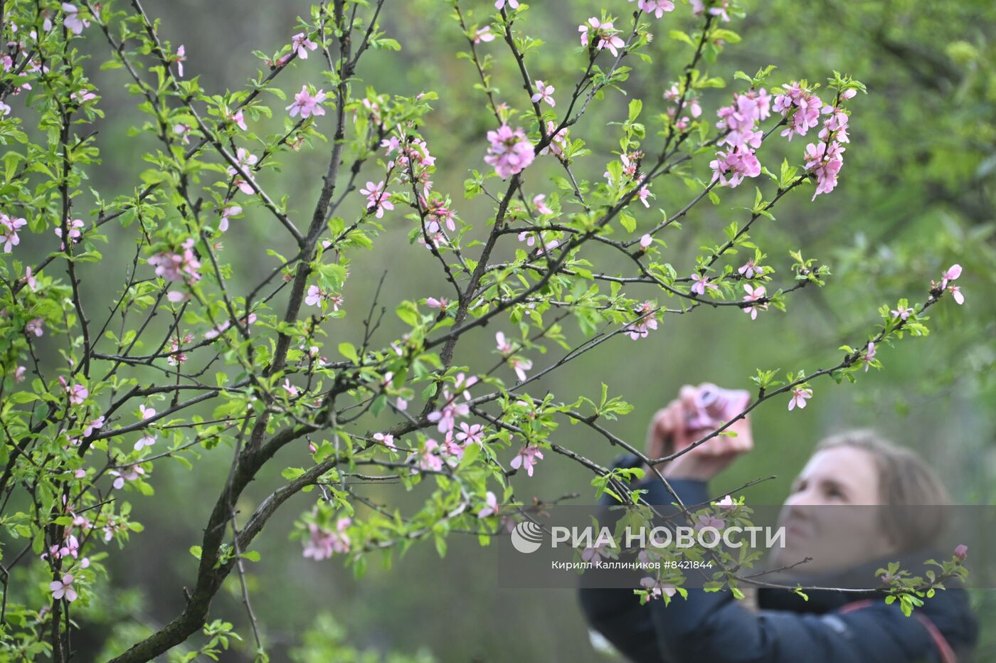 В Москве зацвели деревья и распустились цветы