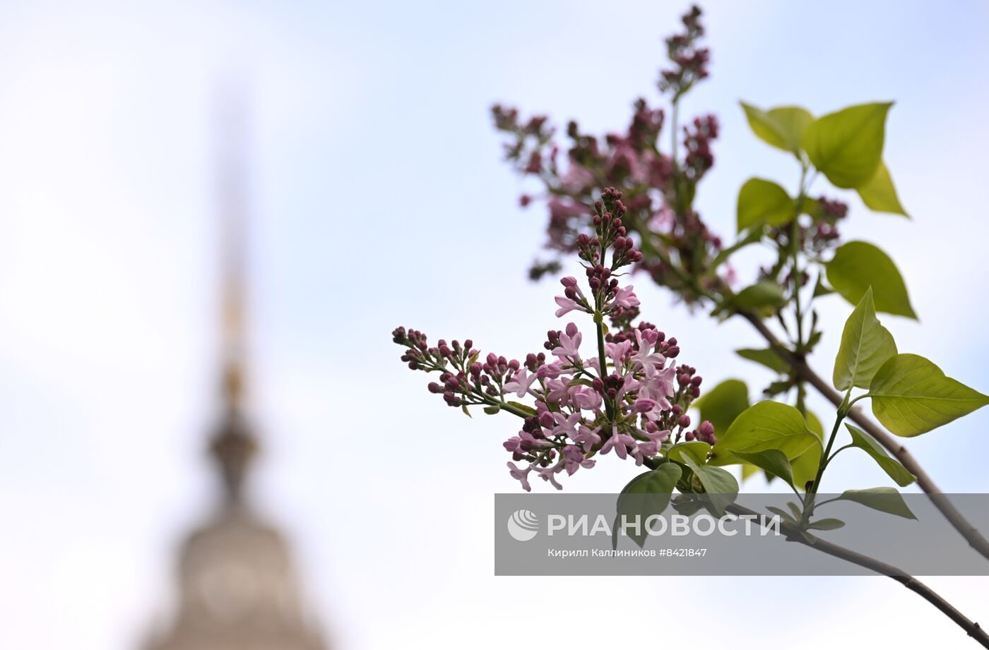 В Москве зацвели деревья и распустились цветы