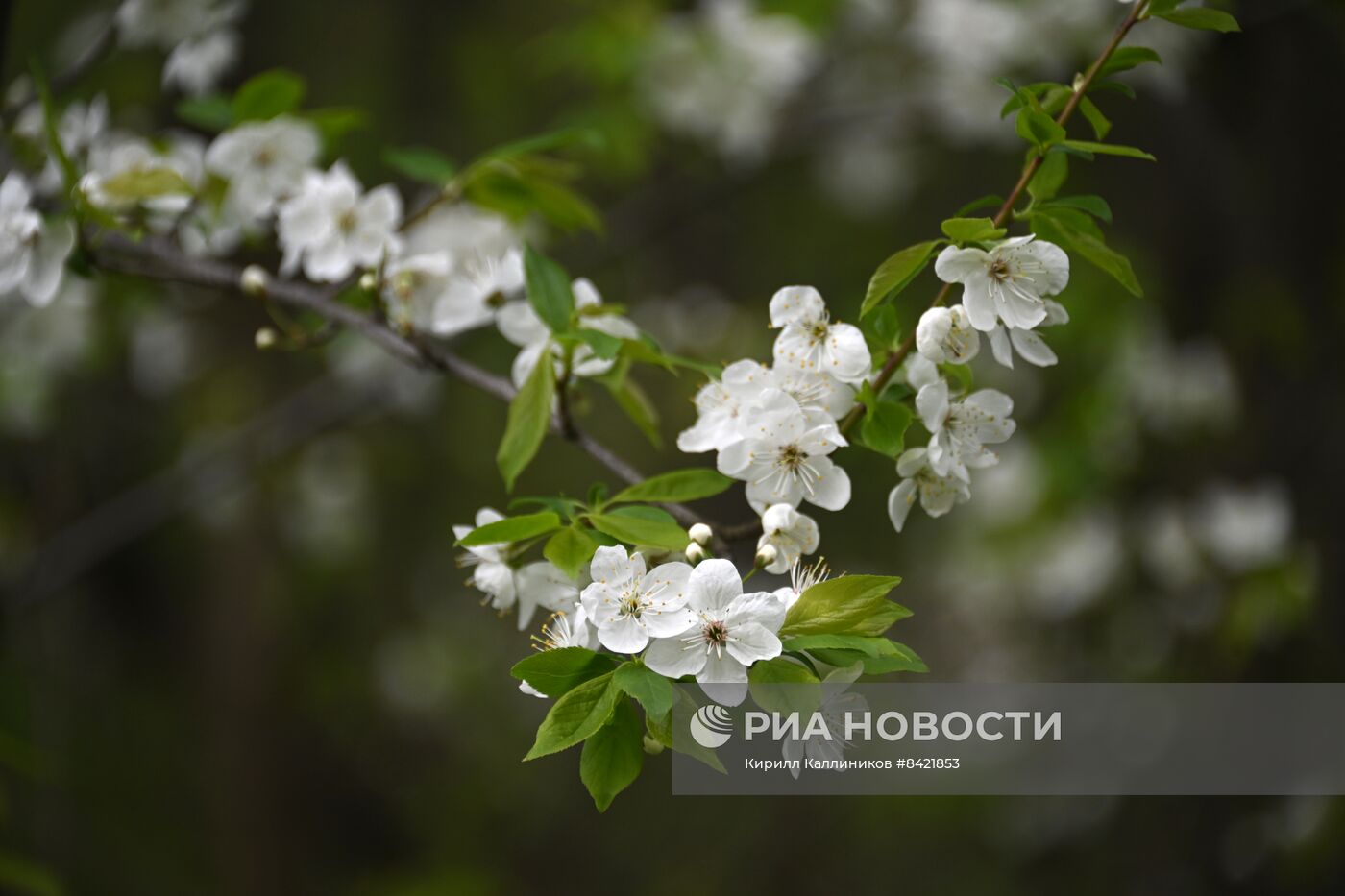 В Москве зацвели деревья и распустились цветы