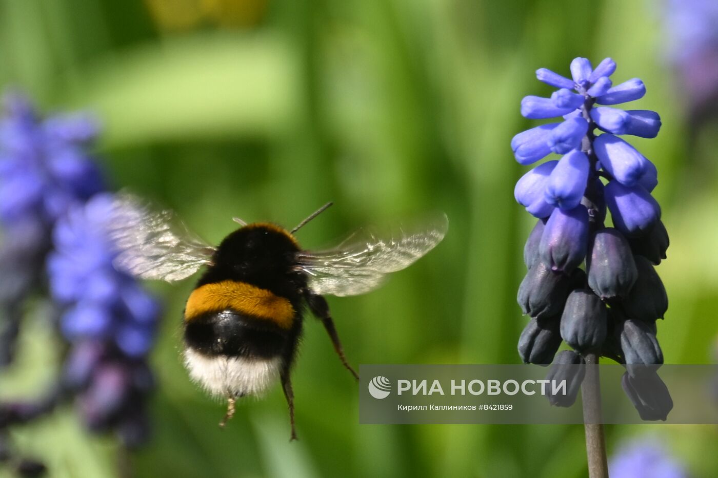 В Москве зацвели деревья и распустились цветы