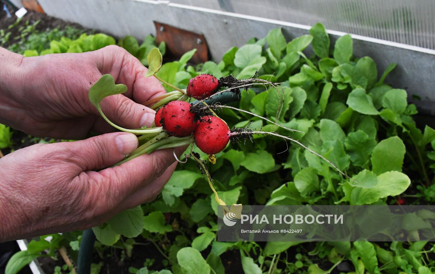 Начало сезона посадочных работ на дачных участках