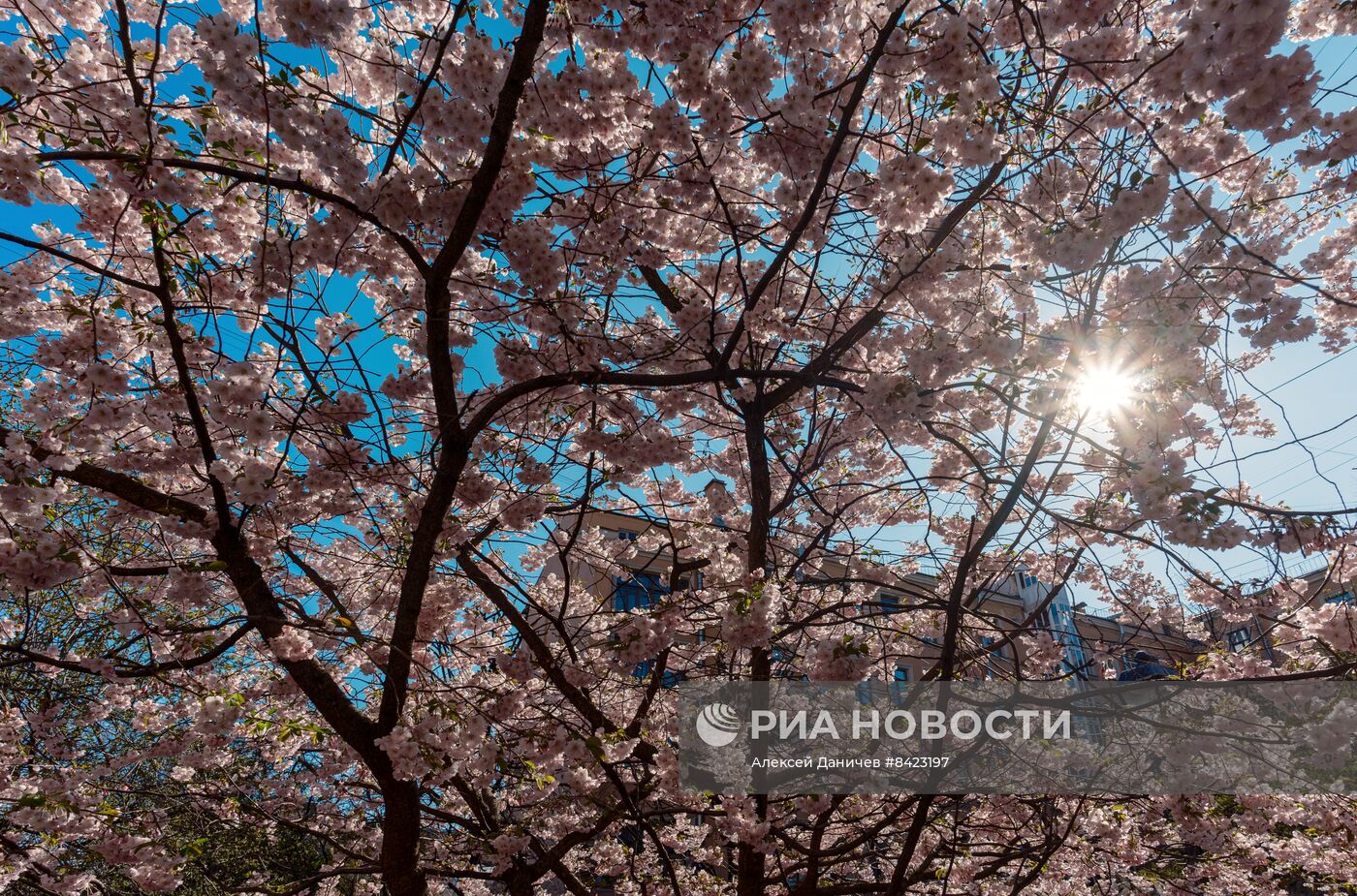 Цветение сакуры в Санкт-Петербурге