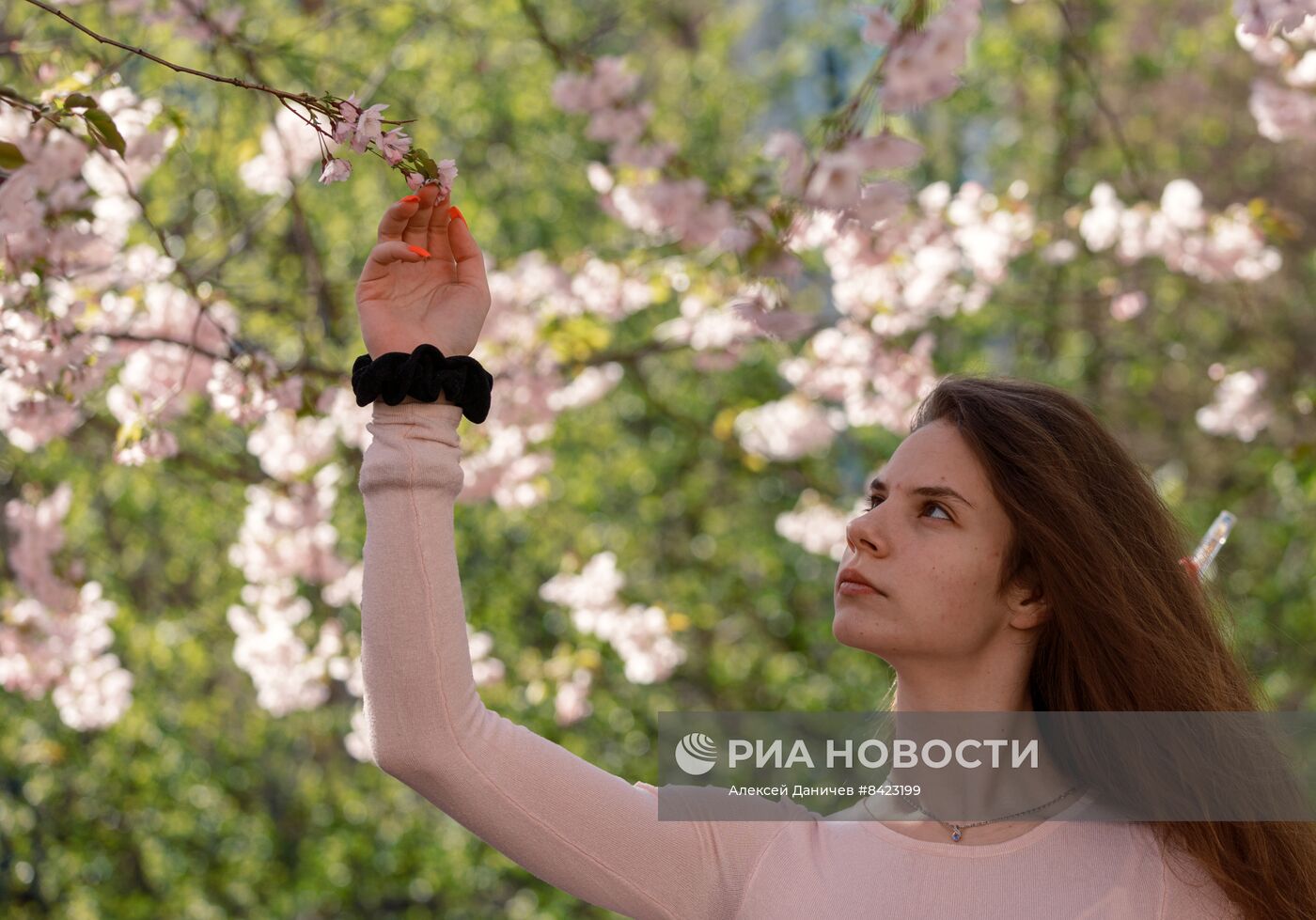 Цветение сакуры в Санкт-Петербурге