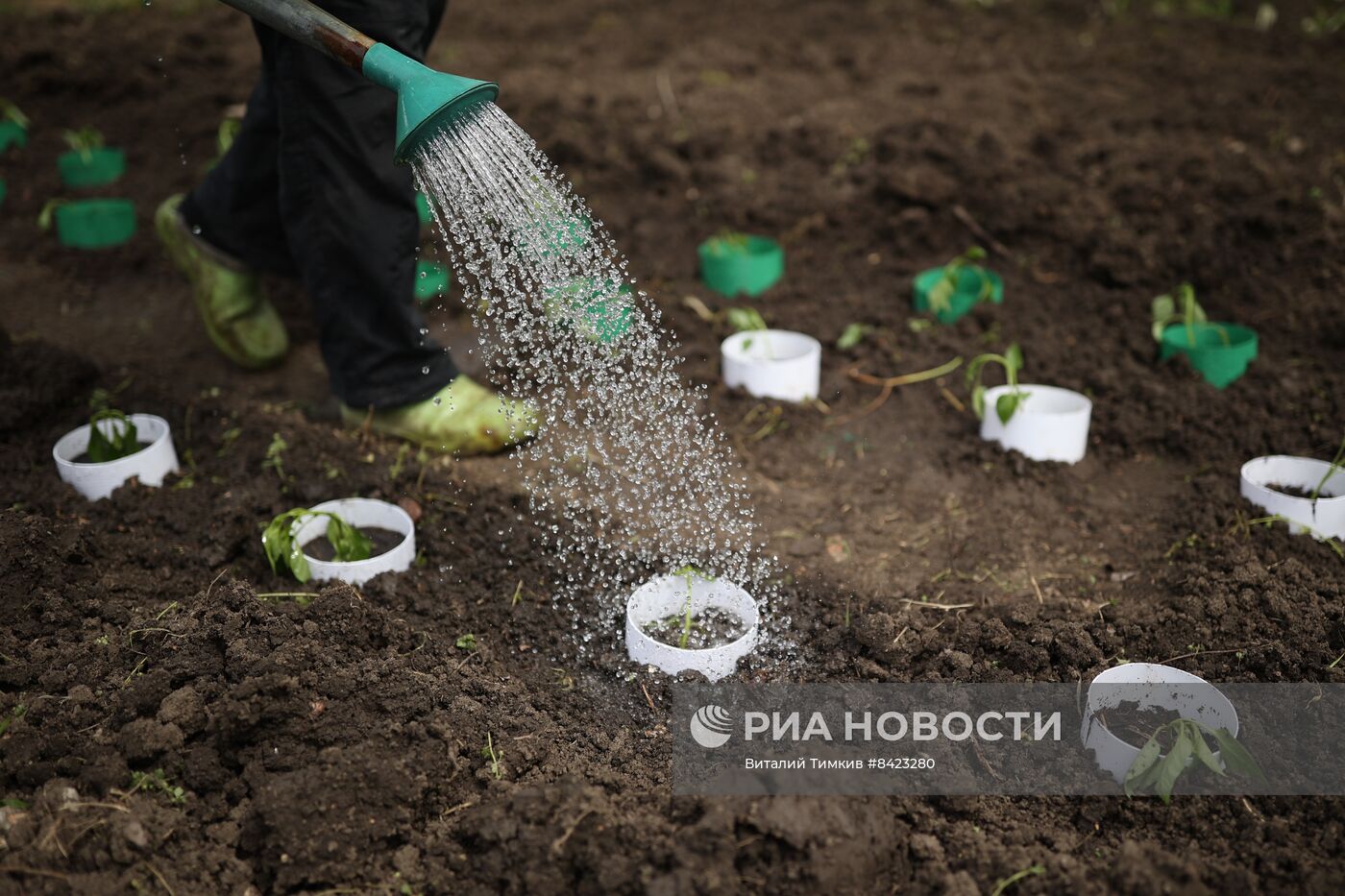 Дачники в Краснодарском крае