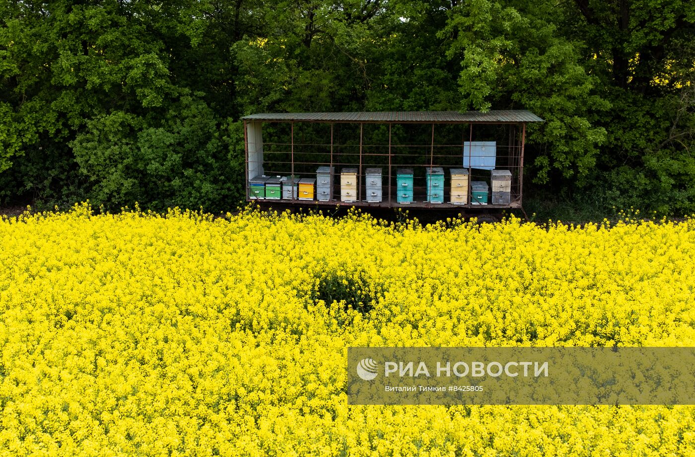 Цветение рапса в Краснодарском крае