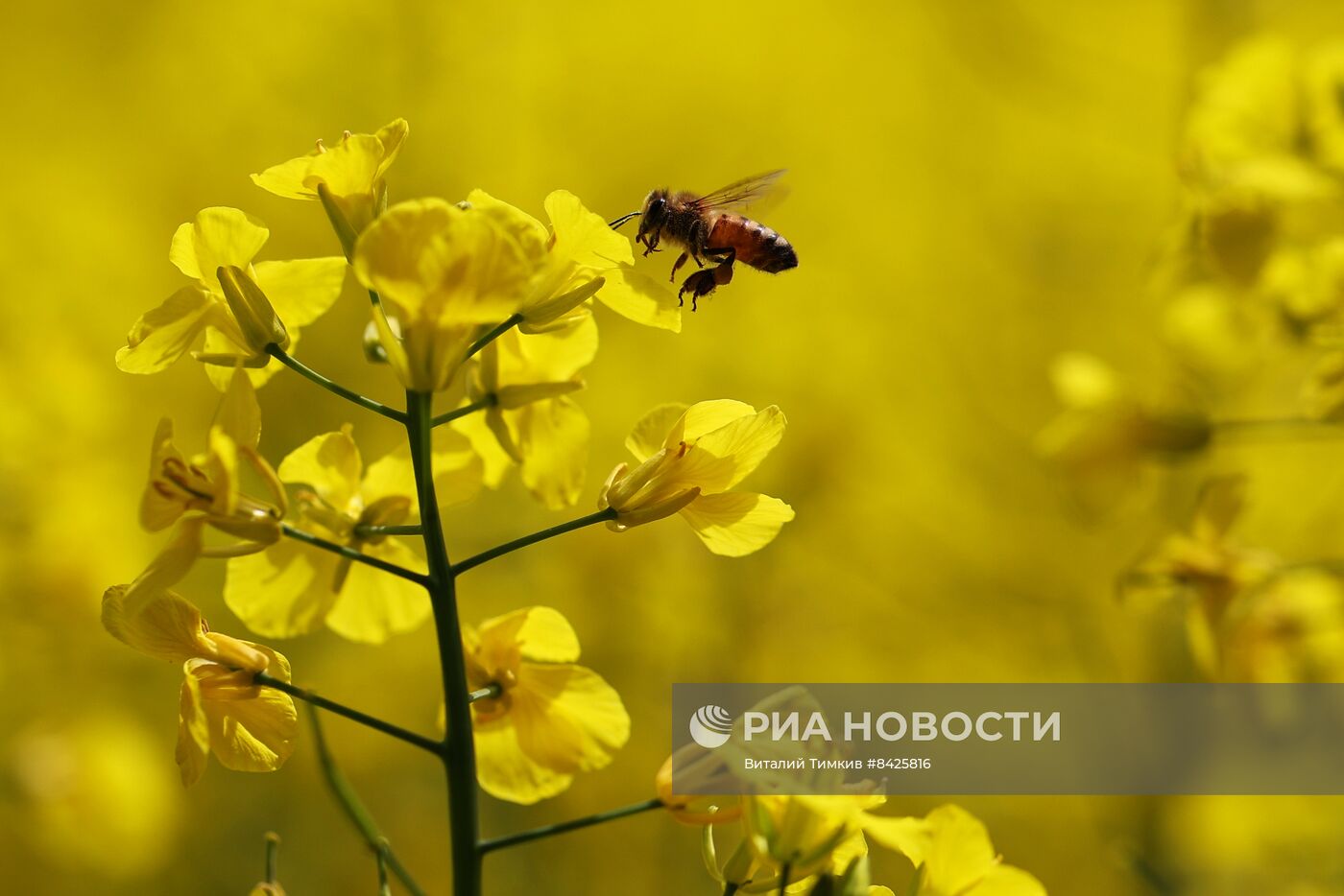 Цветение рапса в Краснодарском крае