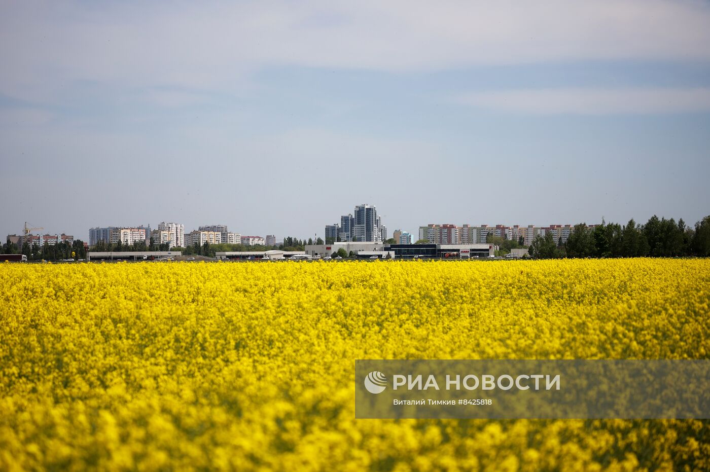 Цветение рапса в Краснодарском крае