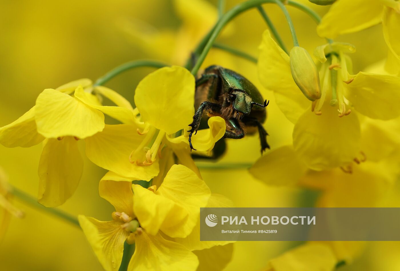 Цветение рапса в Краснодарском крае