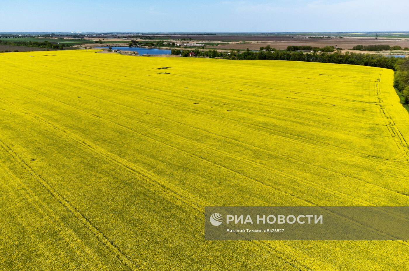 Цветение рапса в Краснодарском крае