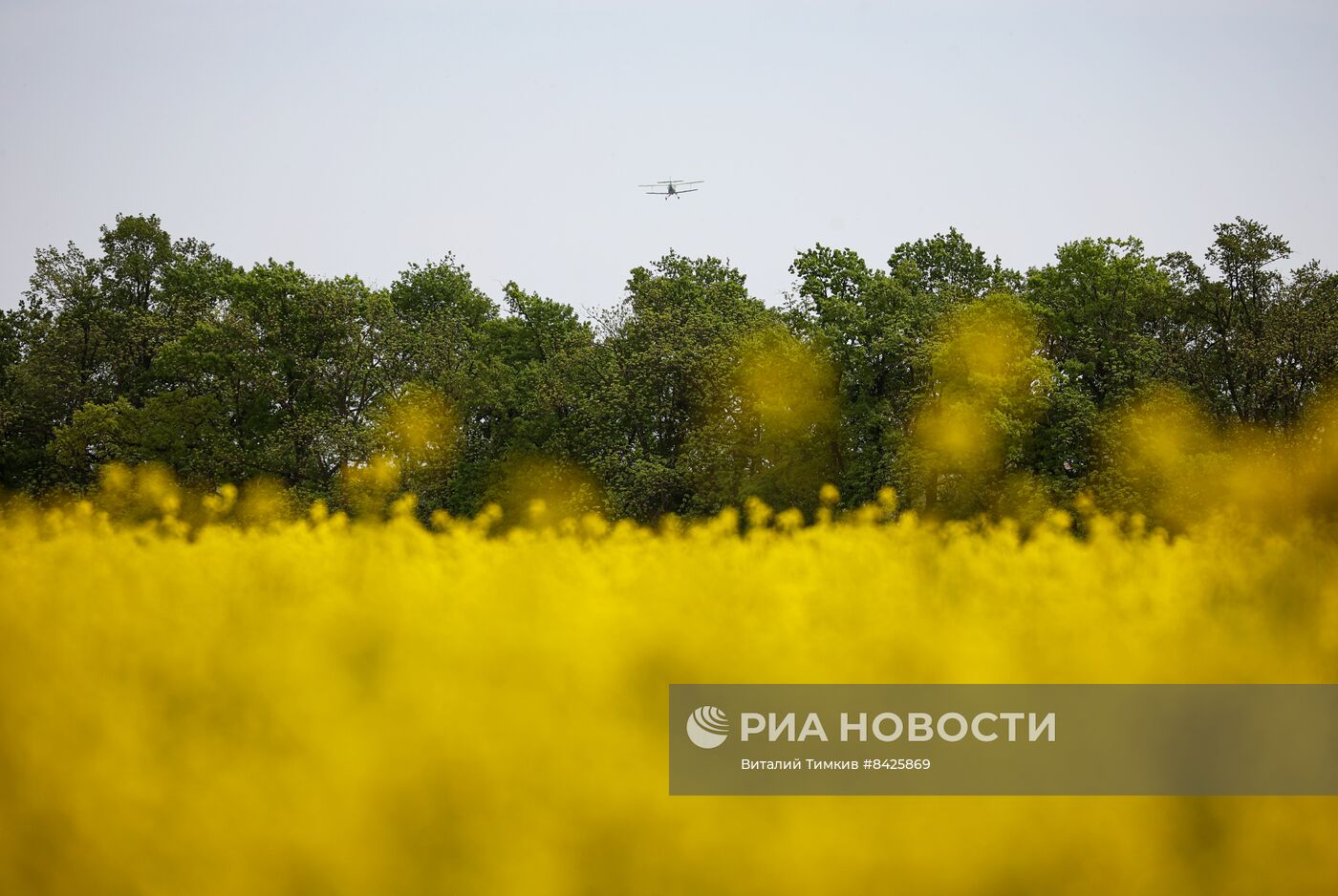 Цветение рапса в Краснодарском крае