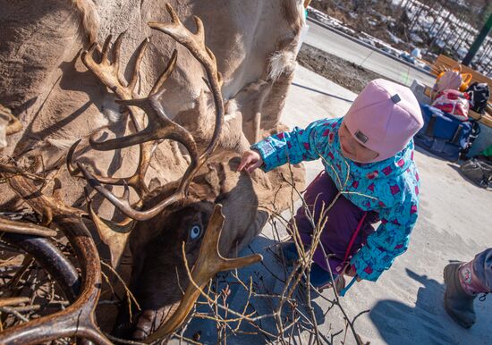 Обрядовый праздник оленей "Кильвэй" в Магадане