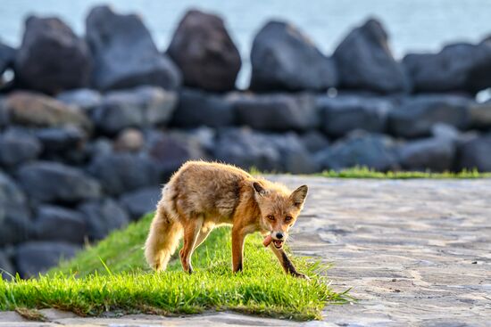 Дикие лисы на Курильских островах