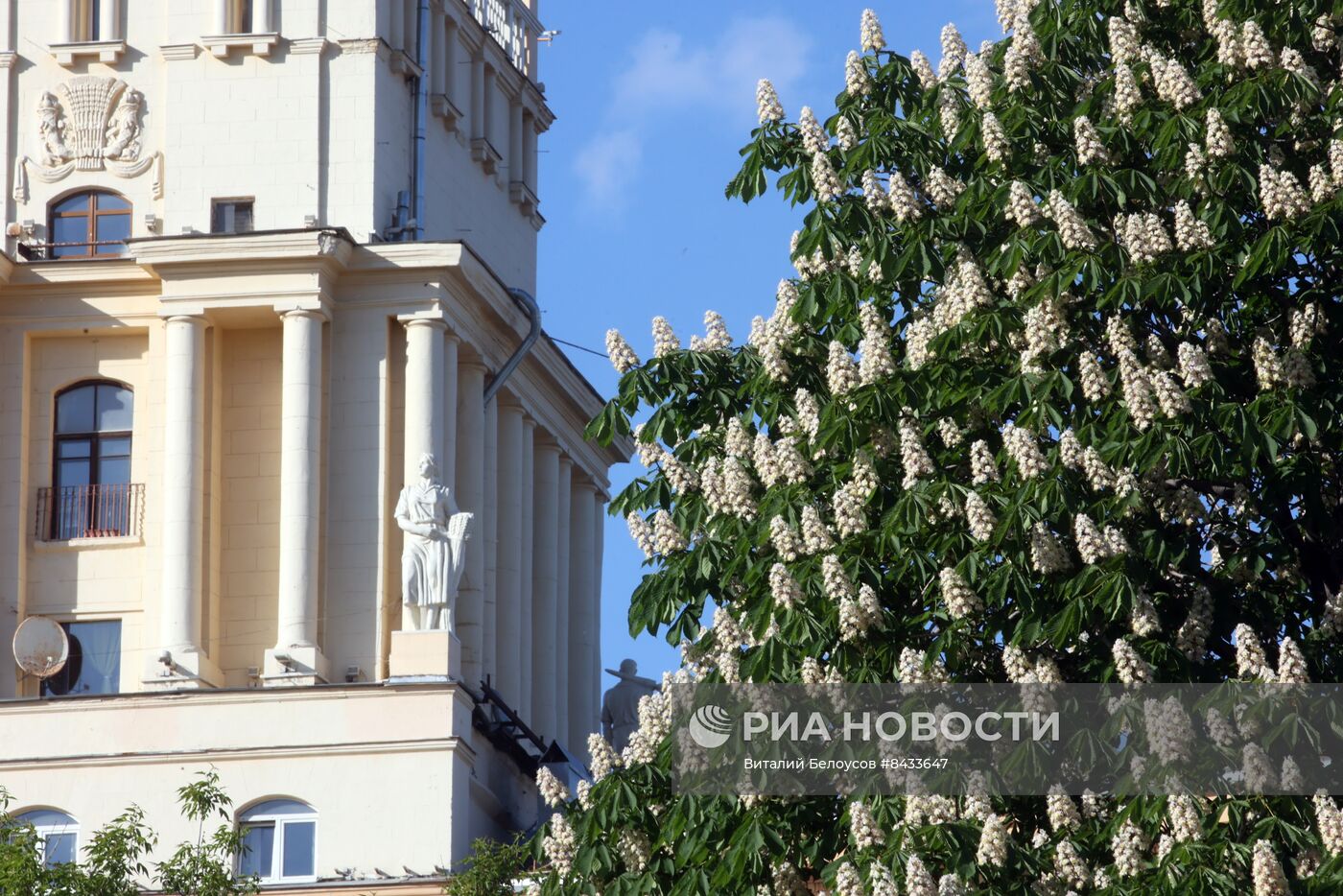 Цветение в Москве 