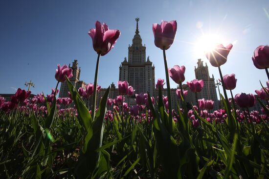 Цветение в Москве 